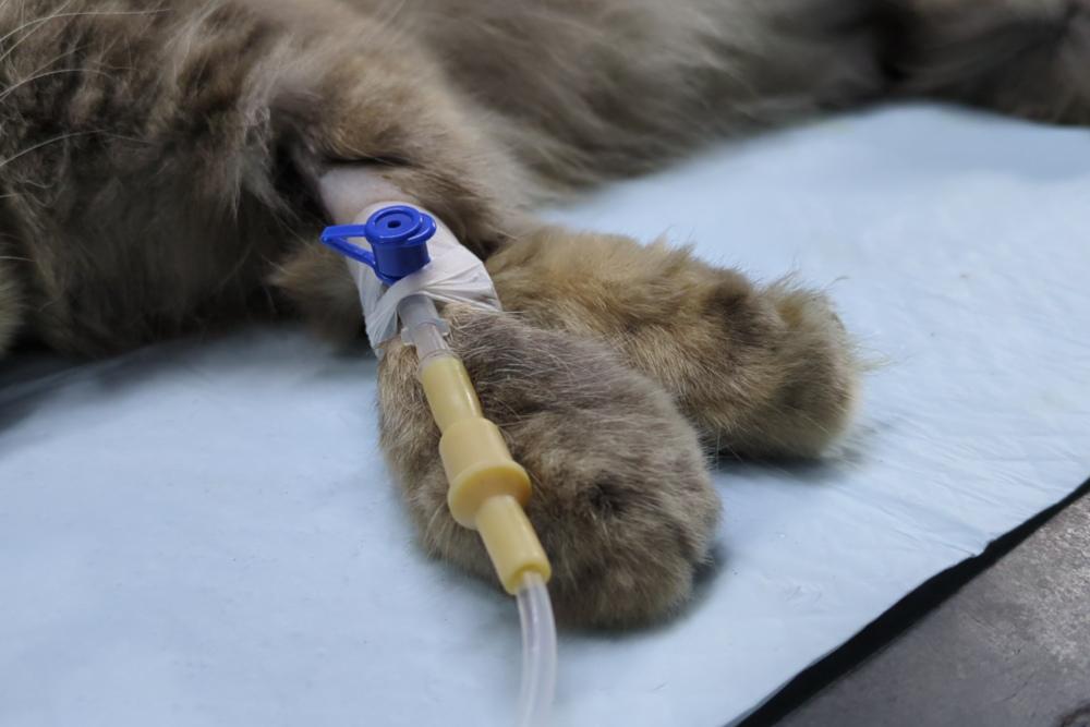 Figure 2 - Delivering fluids through an IV catheter is a mainstay of stabilisation treatment.