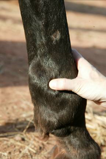 Figure 2 — Notice the gross swelling of the fetlock joint region. There are a number of different components affected, including the fetlock joint itself (whose proximal recess is directly under the handler's thumb) and the digital flexor tendon sheath (visible as the larger swelling adjacent to the handler's thumb and extending proximally, as well as distally, over the pastern).