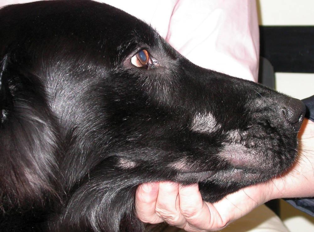 Figure 1 - An example of localised demodecosis affecting the muzzle of an adult dog.