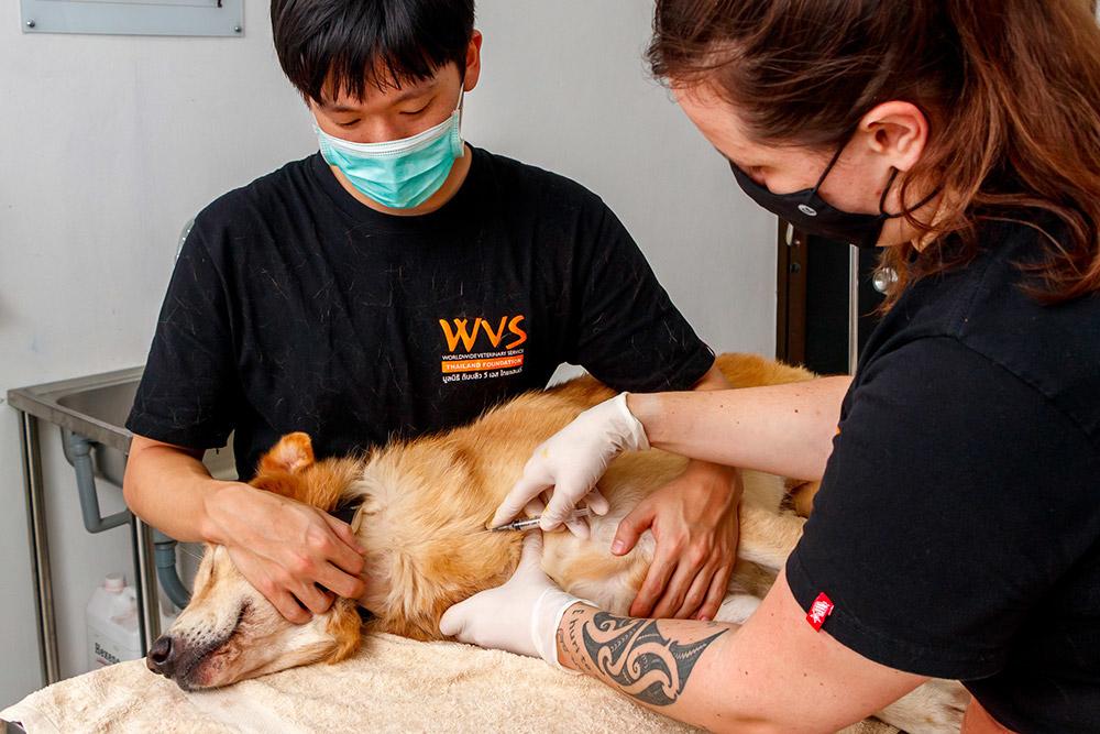 Figure 4 - Lying restraint for a jugular blood sample. The vet demonstrates location before clipping for the sample.
