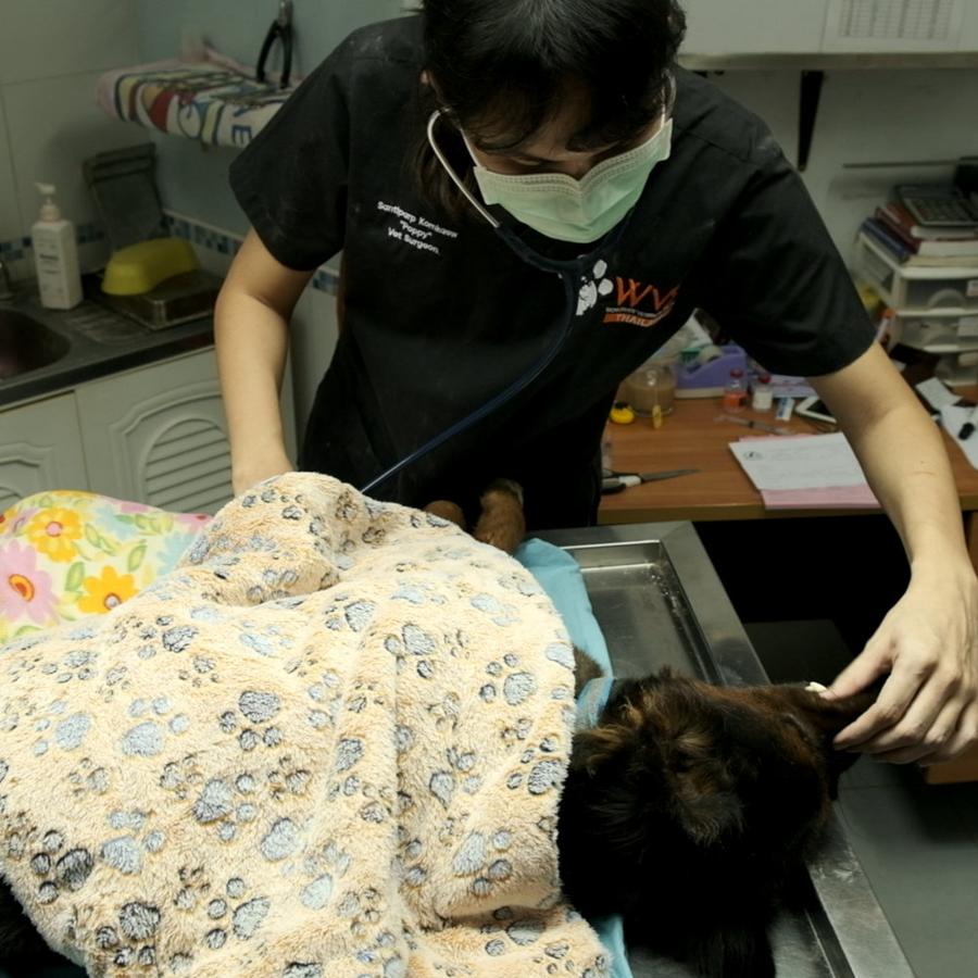 Wound management triage