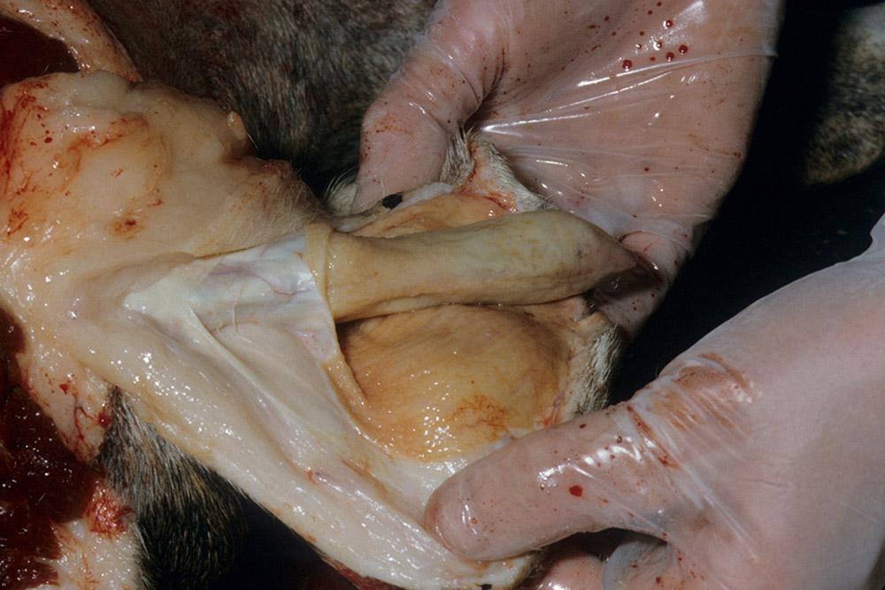 Figure 8 — Exposing the penis