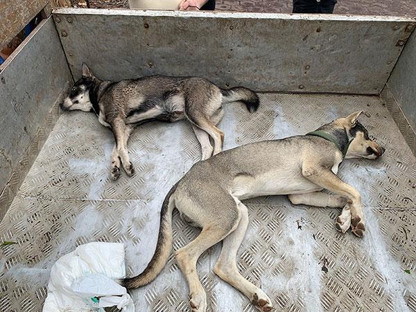 Two unvaccinated dogs from the same family in an outbreak on the Galapagos in August 2019. Both presented in lateral recumbency, full body muscle tremors, nystagmus, lip-smacking, and with spastic paresis