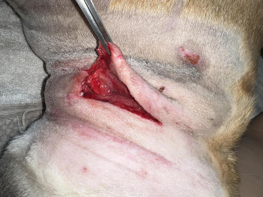 Figure 2 — A wound in the inflammatory stage.