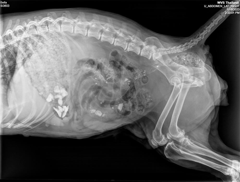 Figure 3 — We can see many opacities (foreign bodies) throughout the loops of small intestines, along with some gas (radiolucent) distension.