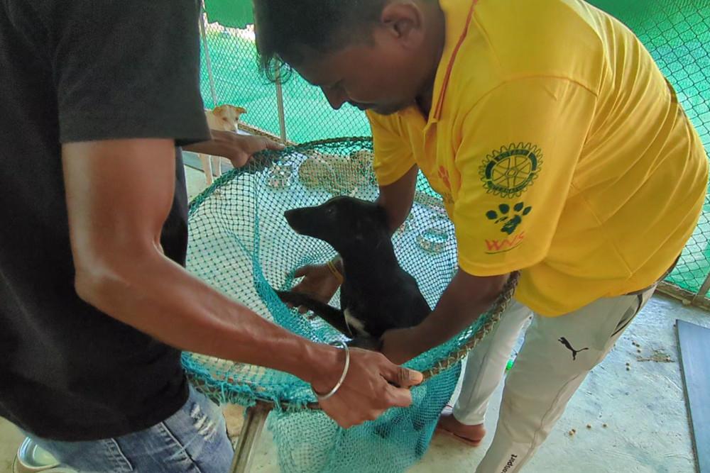 Figure 7 - Friendly dog lowered into net to carry the dog, and prevent escape.
