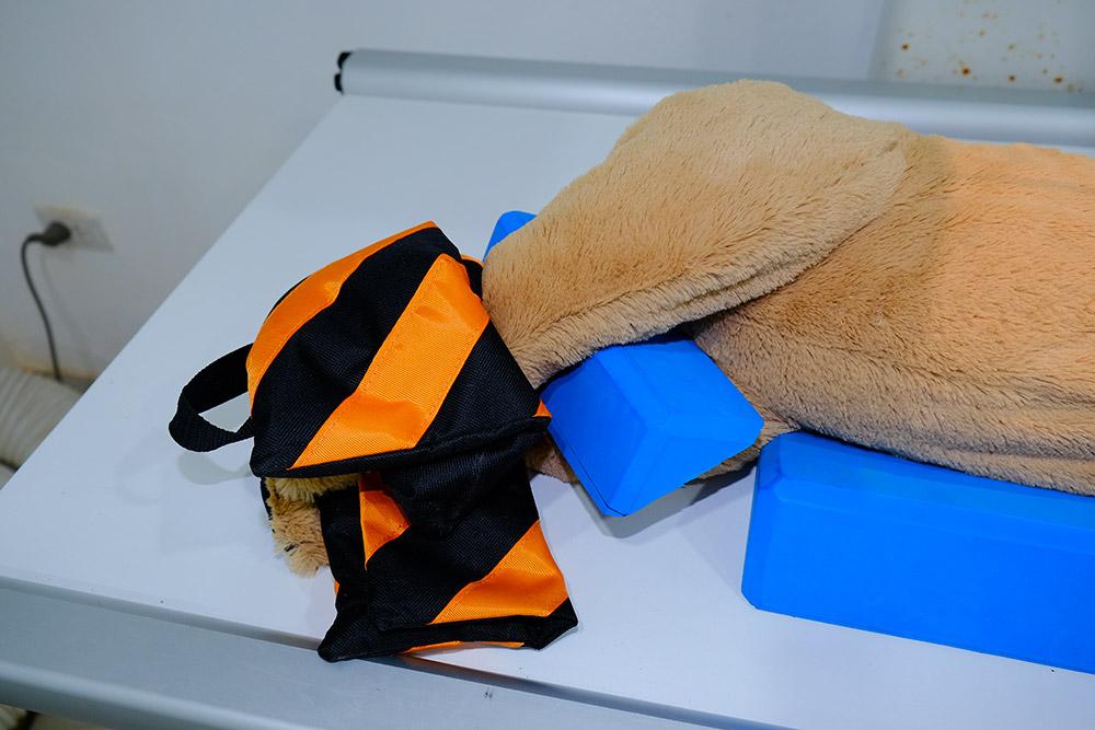 Figure 6 — Hindlimbs have been pulled caudally and held in position with a sandbag, and foam wedge between the stifles to prevent rotation.