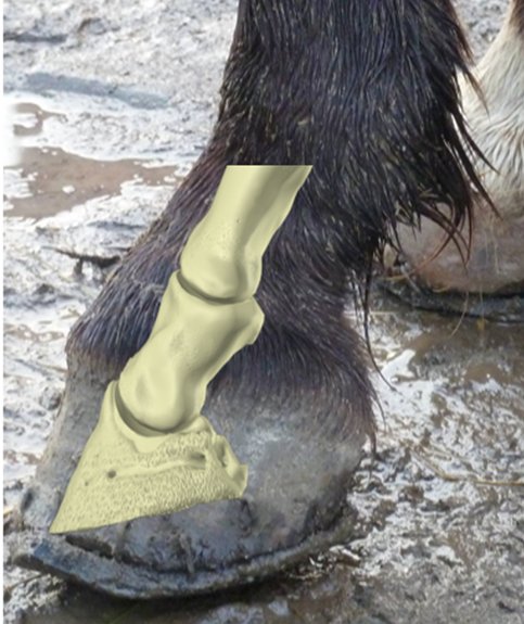 Figure 3 — Distal limb bone structures (P1, P2 and P3) superimposed on a distal limb photo