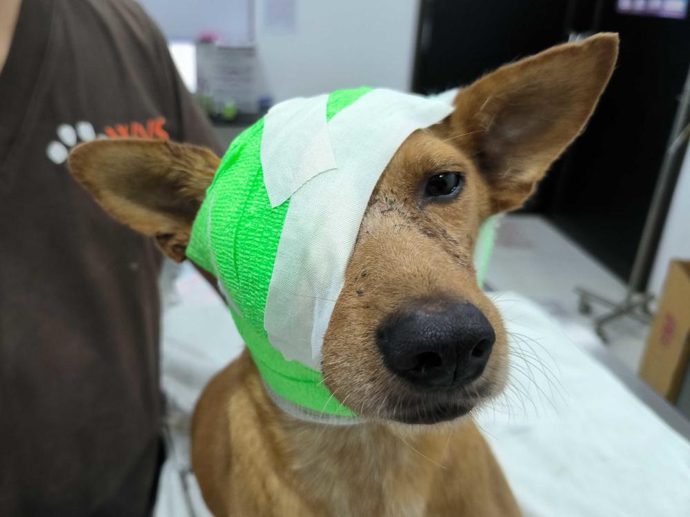 Figure 5 - Modified head bandage to cover eye socket of enucleated patient.