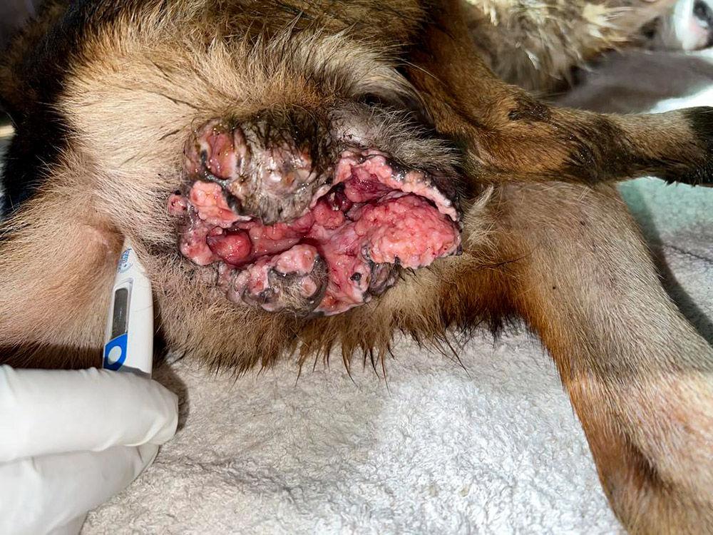 Figure 5 — A dog that presented with a severe transmissible venereal tumour (TVT). We may conduct chest x-rays to detect the presence of lung metastases, as part of the diagnostic workup.