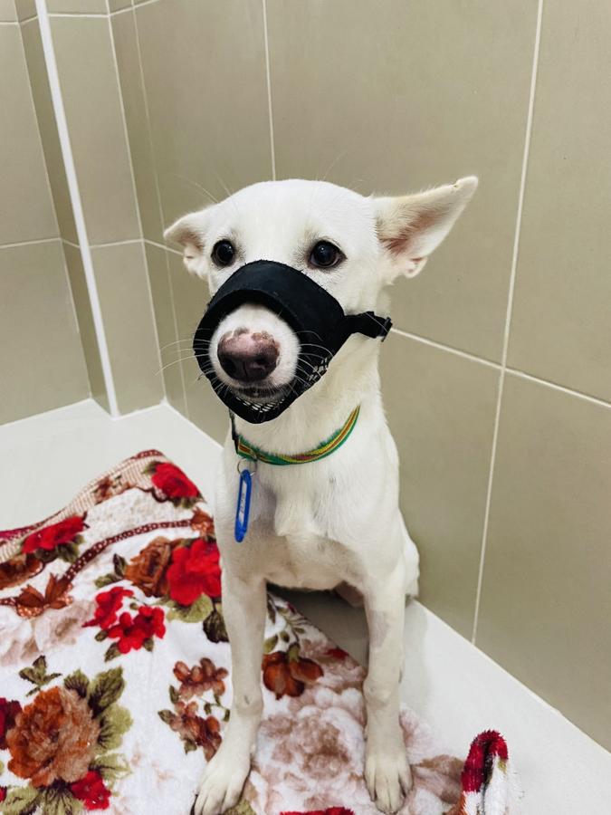 Figure 2 - Fabric muzzle