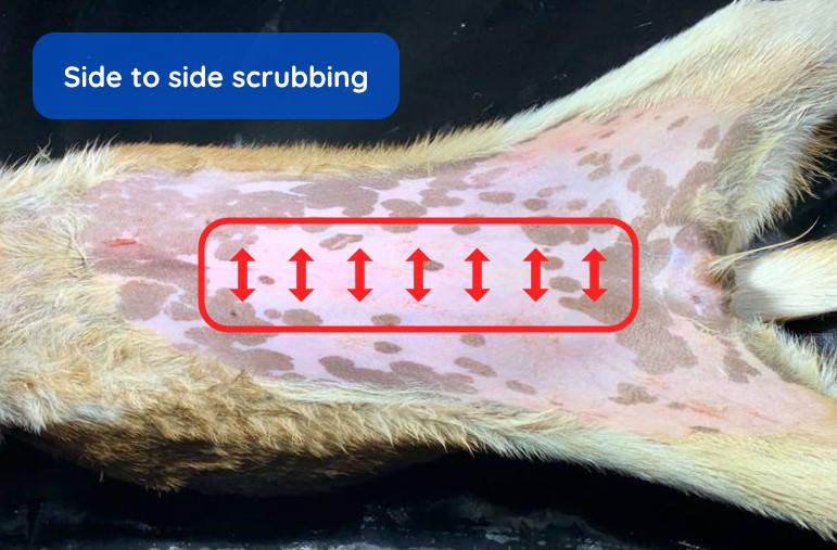 Figure 3 - Side to side scrubbing motion.
