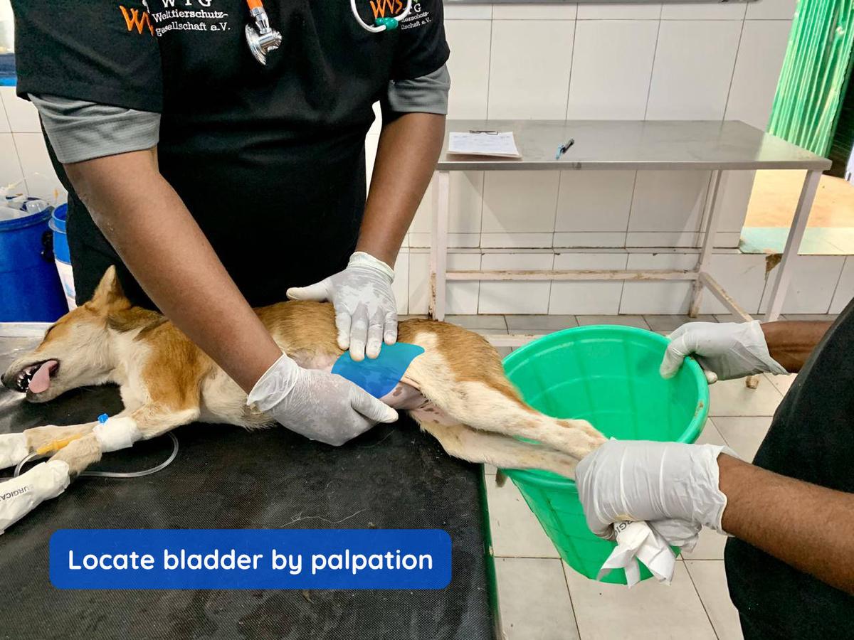 Figure 1 - Locate the urinary bladder by gentle palpation of the ventro-caudal abdomen.