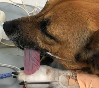 Figure 4 - Cyanotic (blue-tinged tongue)