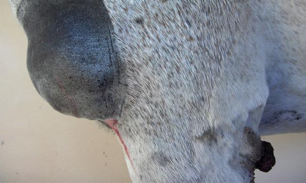 Tumours