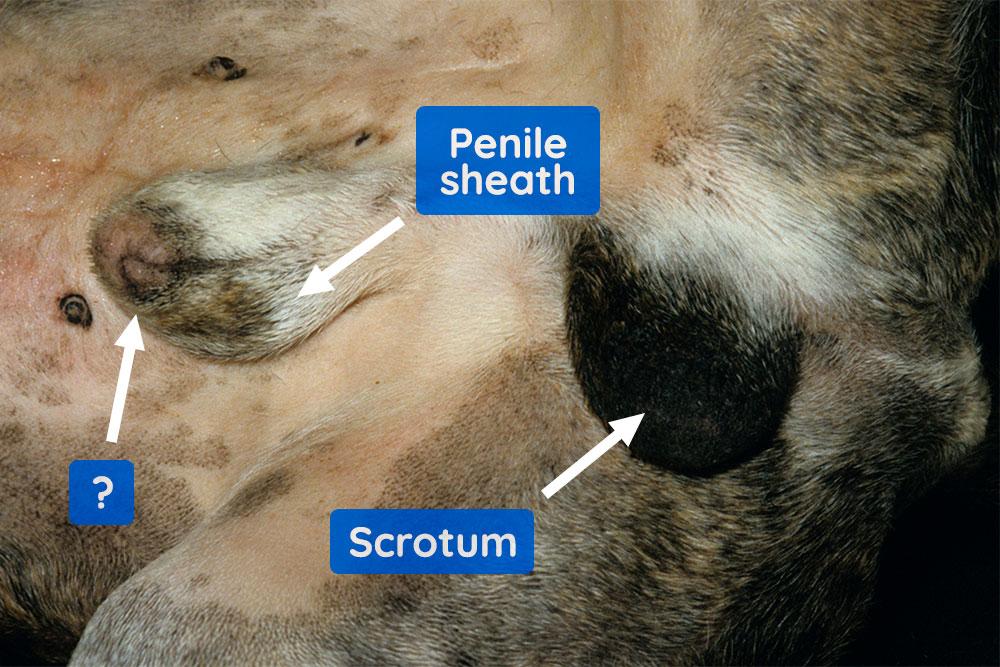 Figure 6 — Assessment of male external genitalia