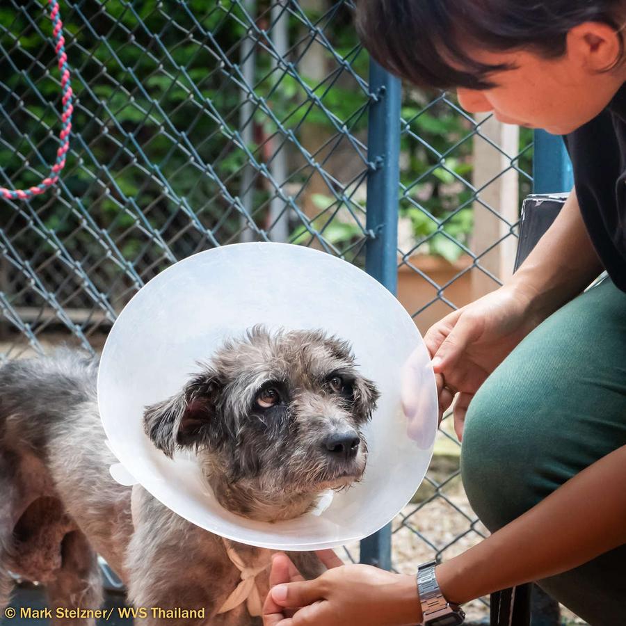 Figure 2 - Veterinary equipment, such as buster collars, can interfere with a dog’s ability to fully express their normal behaviour.