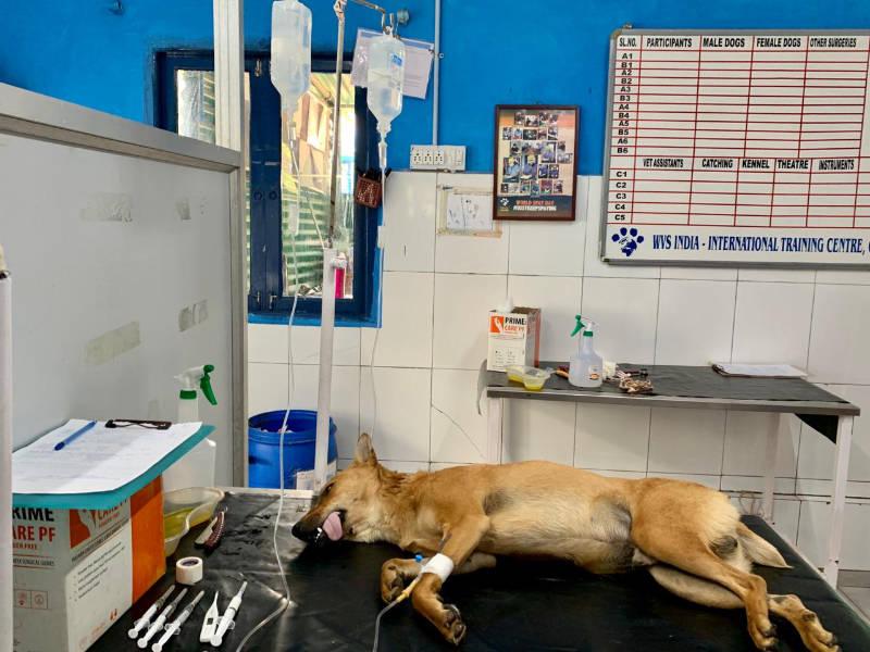 Figure 1 Anaesthetised patient ready receiving IV fluids, prior to being prepared for surgery.