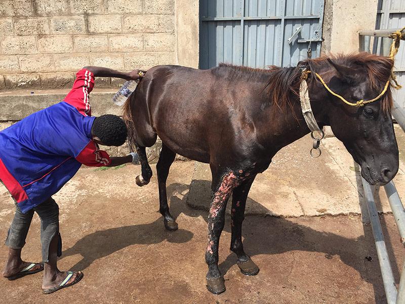 Figure 5. Owners should be trained to treat the skin daily with topical iodine tincture.