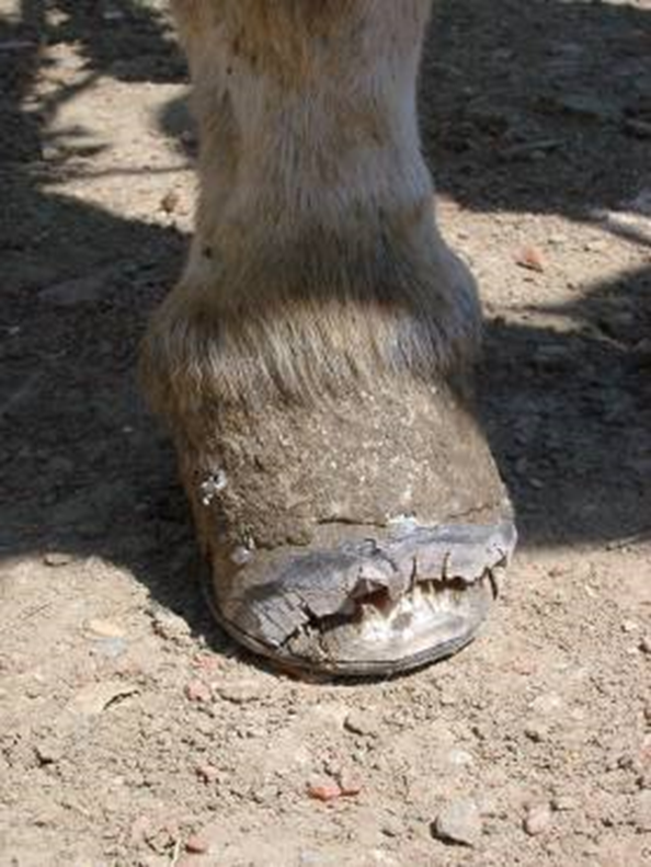 Figure 2 Severe crack with loss of the toe region of the hoof wall. There is a rubber shoe on the sole, held in place with masonry nails, which likely contributed to the weakening of the horn.