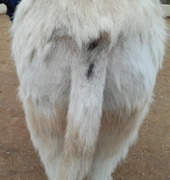 Tail head pruritus