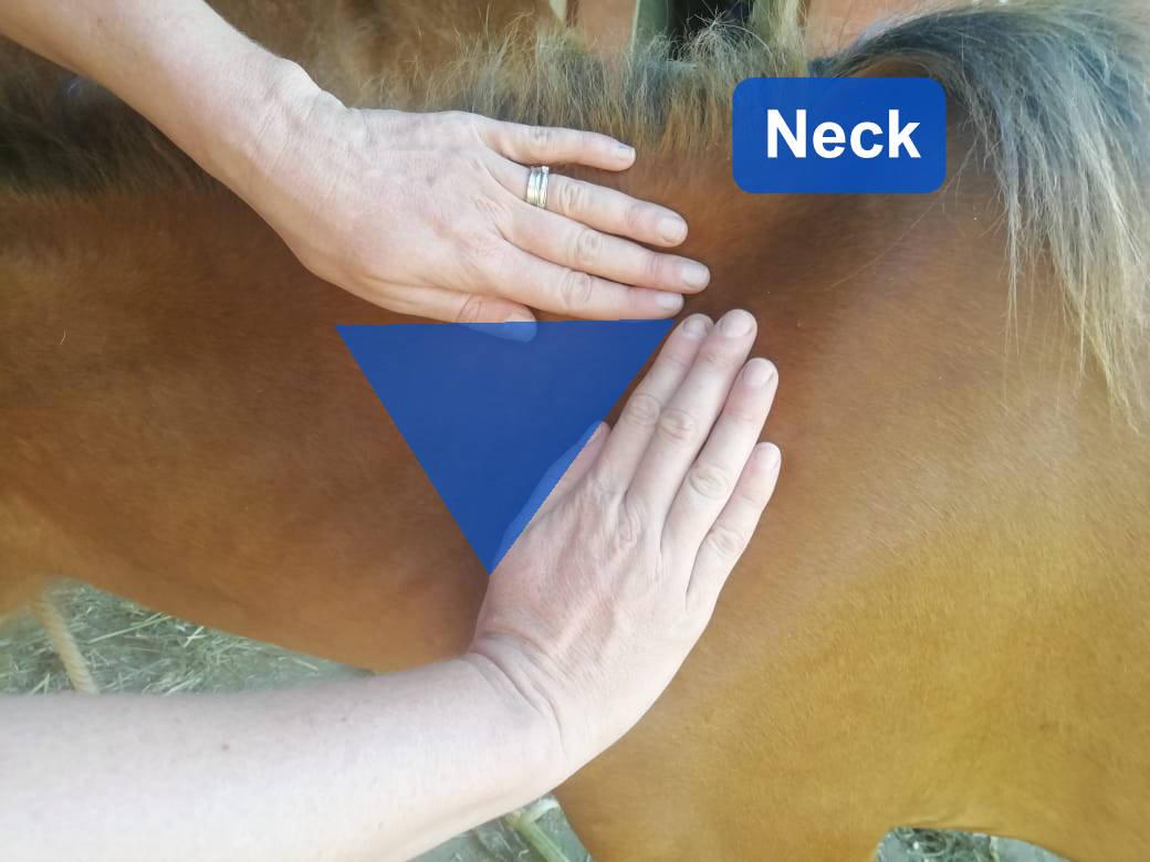 Figure 1 - The IM injection site is one hand's width from the cranial border of the scapula and one hand from the top of the neck.