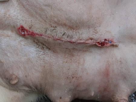 Figure 1 - An infected surgical wound three days after a spay surgery in a dog. Note the reddened edges, with areas of white material (pus) and poor apposition of wound edges at both ends.