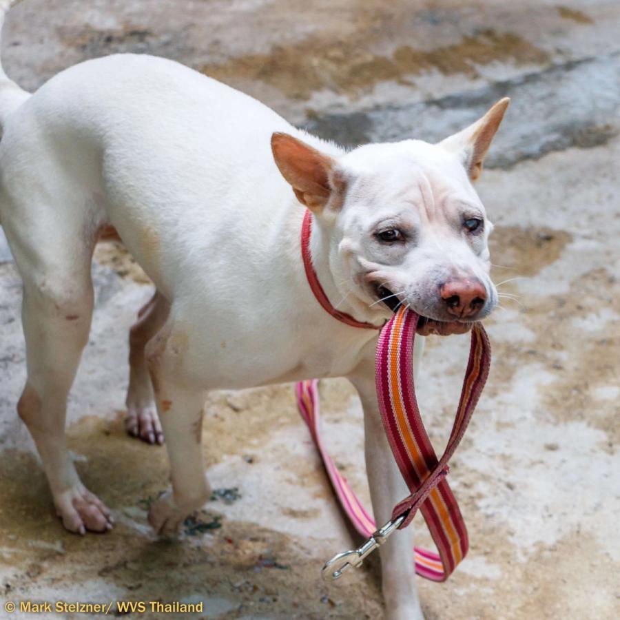 Figure 2 - Holding a lead can be a coping strategy in some cases.