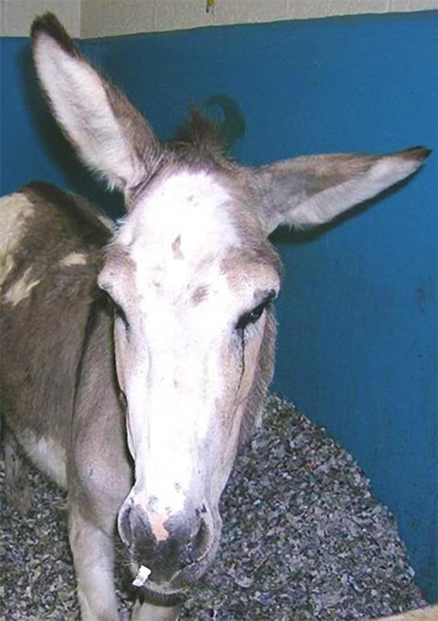 Figure 8 This donkey suffered a left sided facial paralysis after the buckle of a headcollar put pressure on the facial nerve during a long in-field anaesthesia