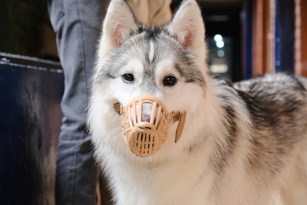 Figure 3 - Box/ basket muzzles can prevent biting and ensure handler safety.
