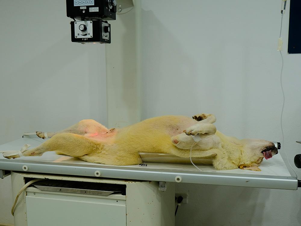 Figure 1 — A sedated dog restrained in a trough in dorsal recumbency