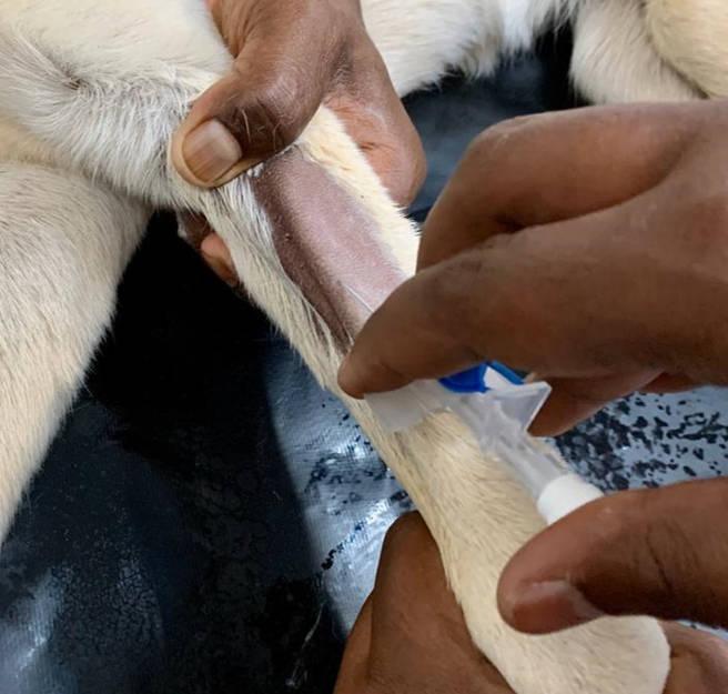 Figure 4 - The skin is highly innervated and so passing the needle through the skin is the most painful part of the procedure. Try to first pass through the skin and then adjust pressure and angle to advance through the vessel wall.