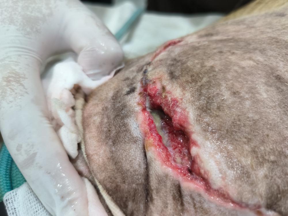 Figure 2 - Green necrotic tissue in a dog’s amputation wound which has dehisced.