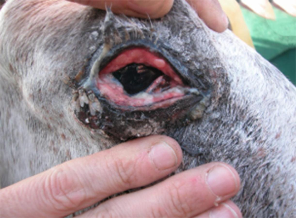 Figure 1 Fly worry contributing to conjunctivitis in this horse’s right eye