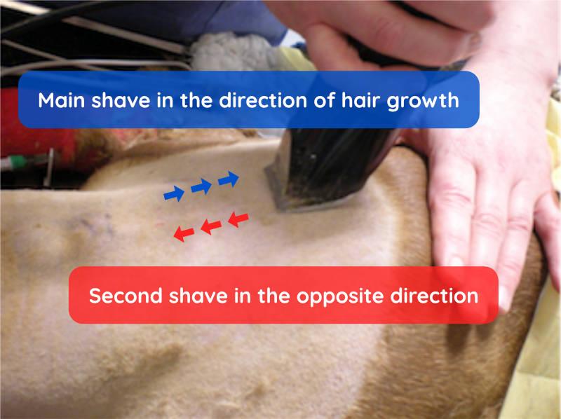 Figure 1 - Initially direct the clippers along the same direction as hair growth, followed by a second clip against the hair pattern to achieve a close clip.  