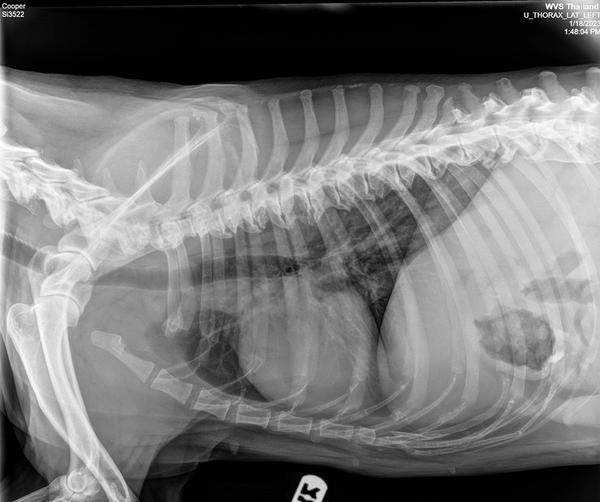 Thoracic Radiography