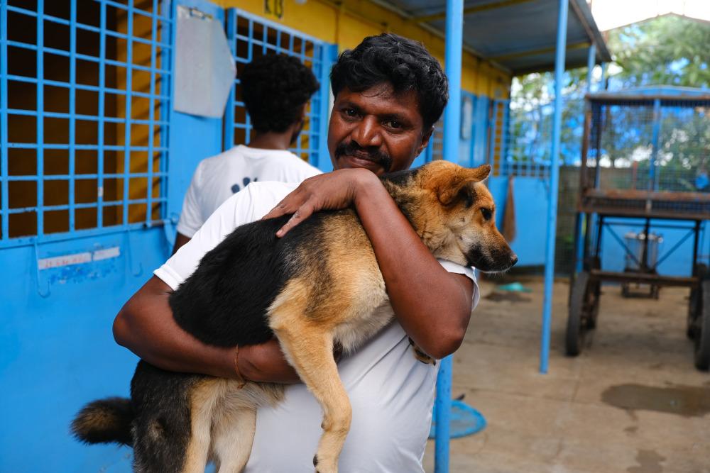 Figure 1 - A vet assistant holds the dog, supporting its abdomen whilst maintaining control of the head.