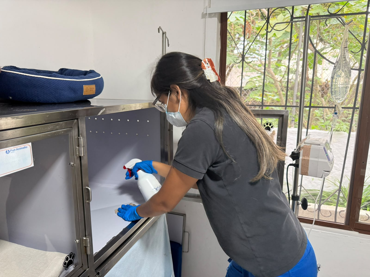 cleaning a cat kennel