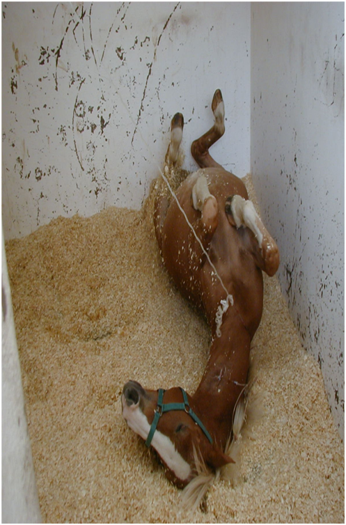 Figure 1 — Severe pain causing the horse to roll in the stable — a dangerous situation for handlers which may find themselves stuck in a confined area. Beware, as horses in severe pain become oblivious of anyone/anything around them!