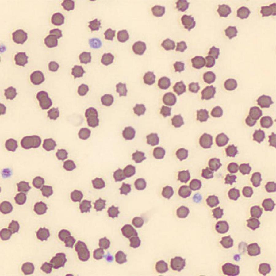 Figure 12
