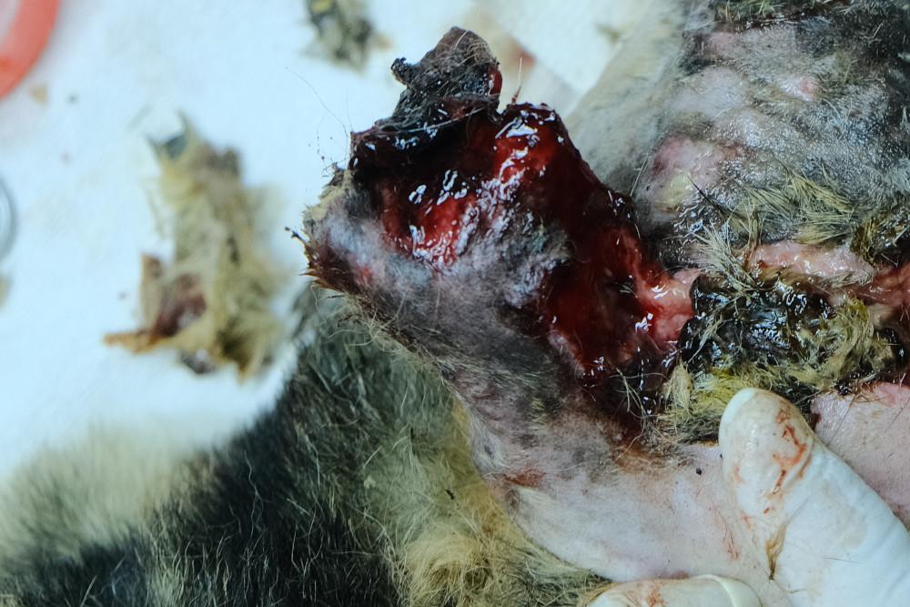 Figure 1 - Black necrotic tissue in a dog ear wound.