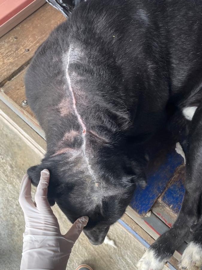 Figure 1 — Large scar seen following surgical tissue excision of a chronic neck wound. Its avascular nature gives it a white appearance.