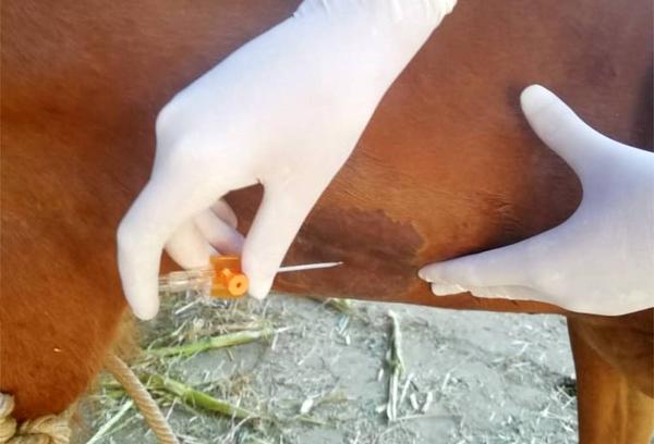 Common Procedures