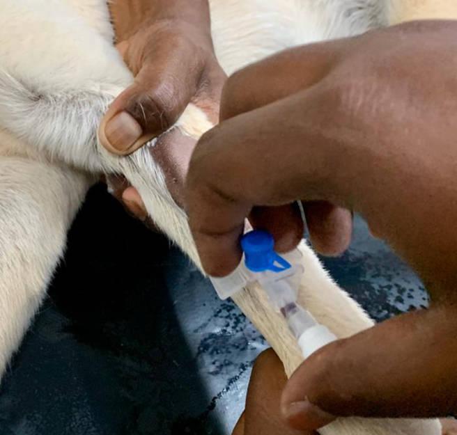 Figure 5 - When you enter the vein, a flashback of blood will appear in the needle hub. This is the most delicate stage of the procedure and it is important that you keep the stylet stable or you risk coming out of the vessel or going through the other side which will blow the vein.