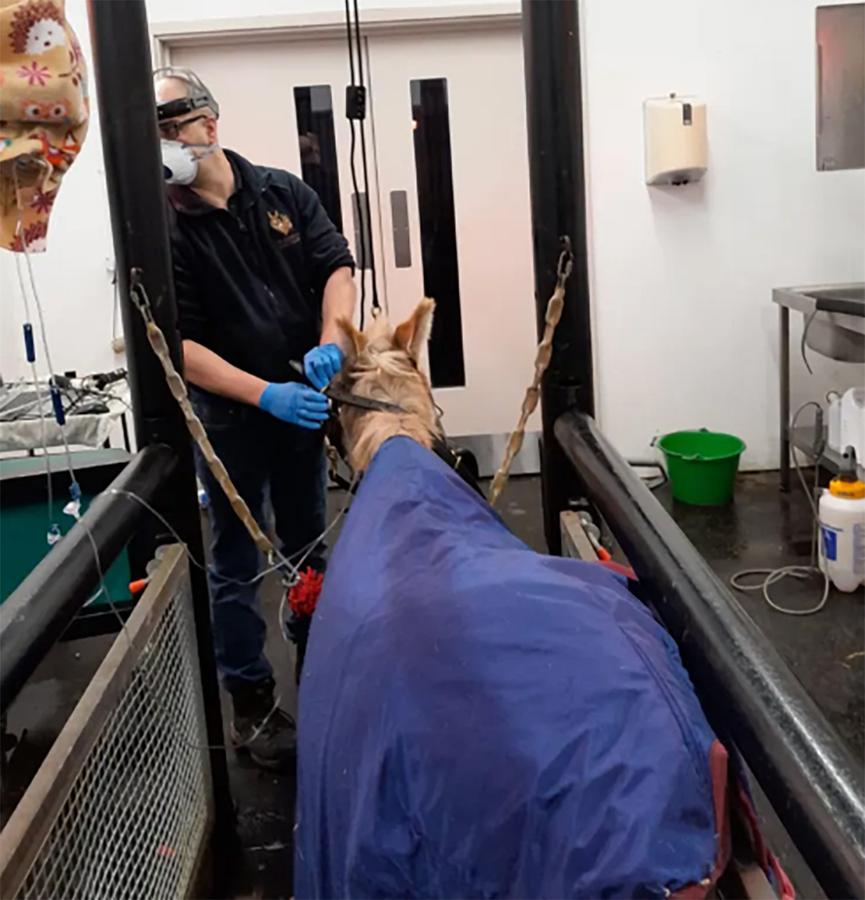 Figure 3 This mule is being prepared for dental surgery, in a quiet dedicated space using stocks sited on a rubber matted floor. Note the intravenous fluids are covered with a warm jacket containing heat pads, and the patient is wearing a rug