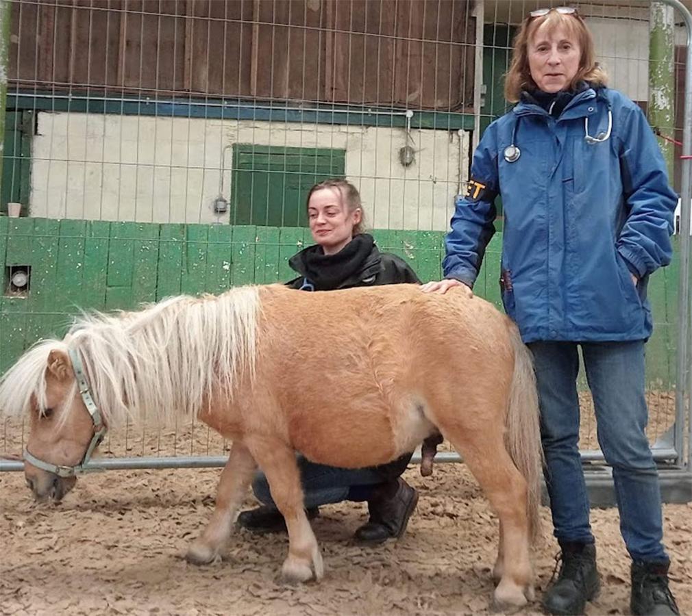 Figure 3 This sedated pony is recovering after castration in a pen with a soft floor surface, shelter from the elements but no food or water until he has more control over swallowing