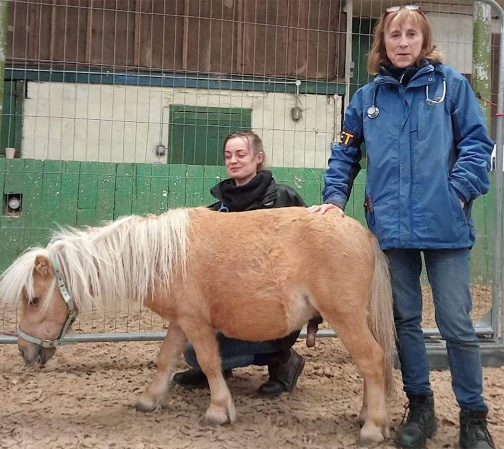 Figure 3 This sedated pony is recovering after castration in a pen with a soft floor surface, shelter from the elements but no food or water until he has more control over swallowing