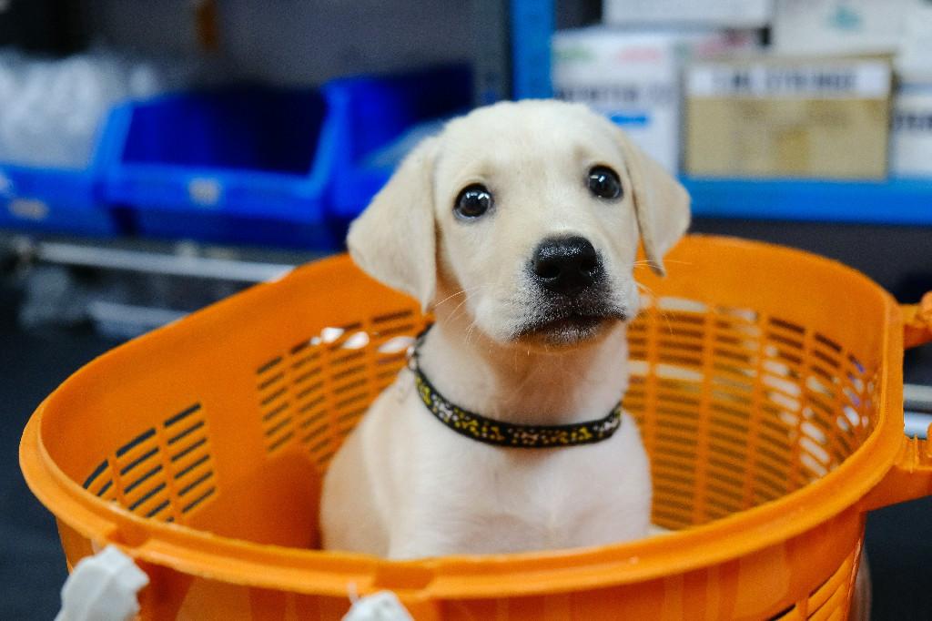Figure 7 -  Relaxed, happy puppies may be vaccinated without restraint, whilst in their carrier for example.