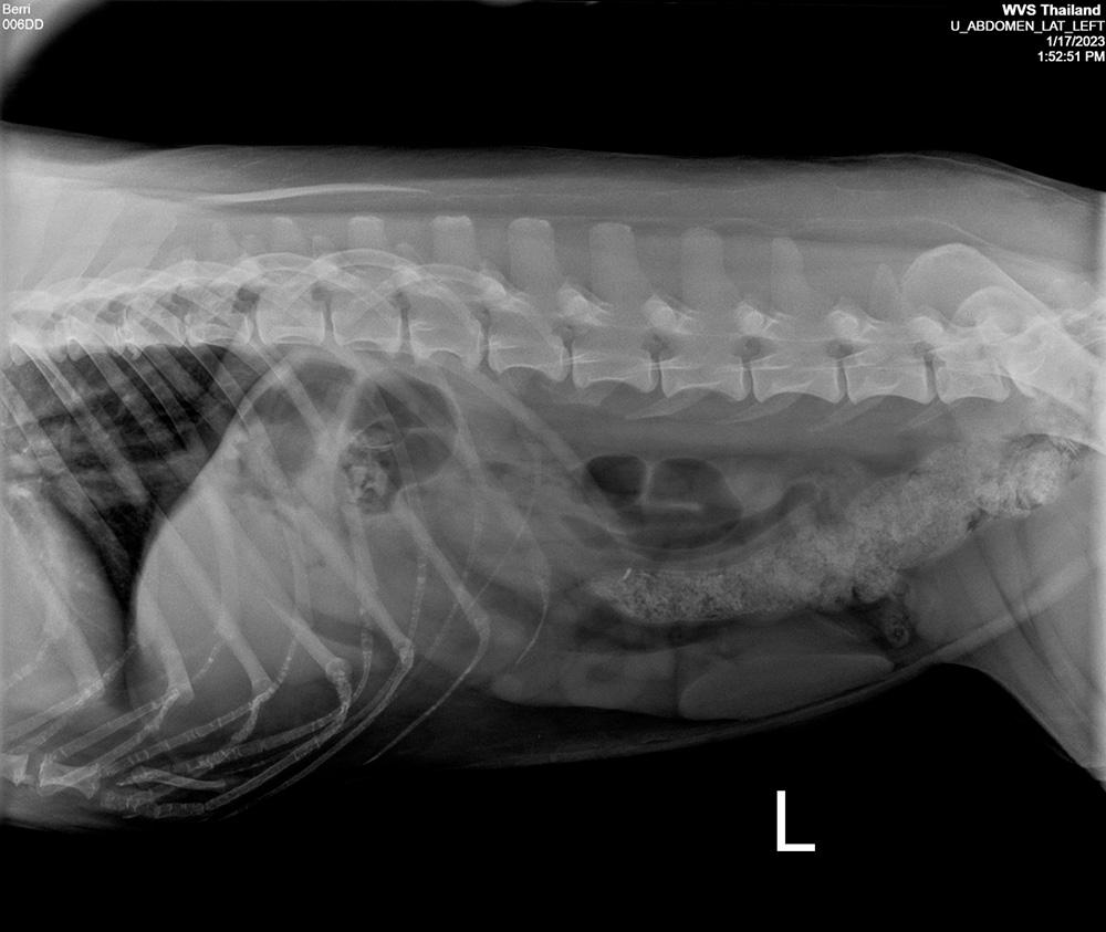 Figure 7