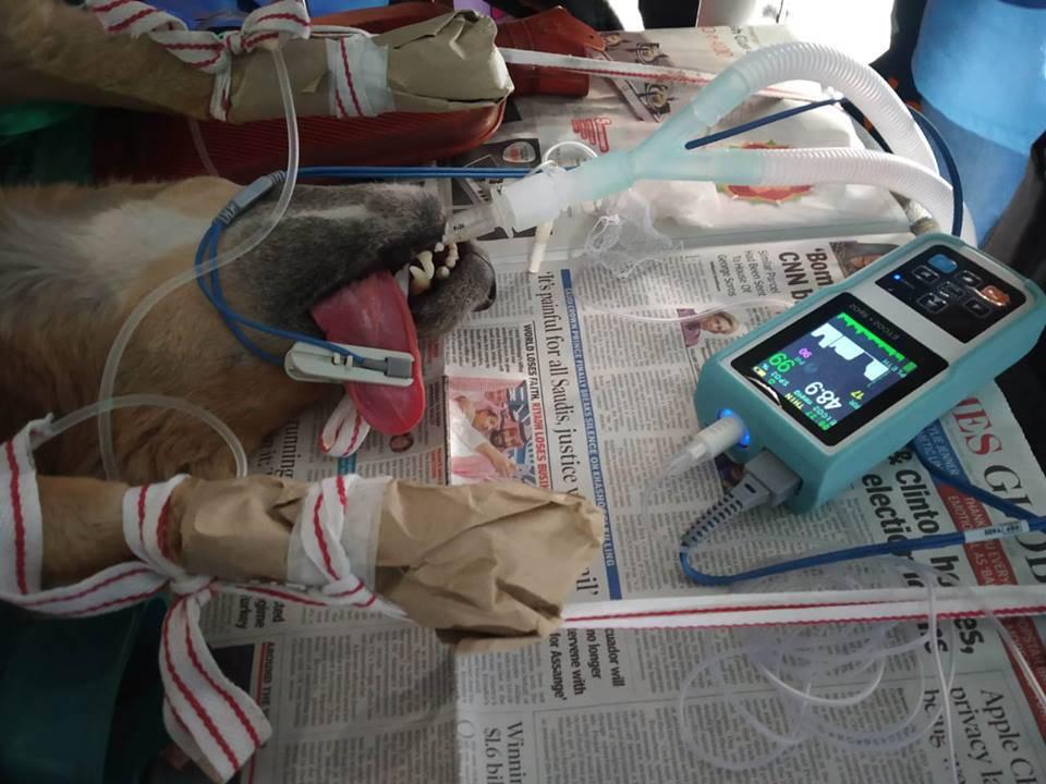 Figure 14 - Pulse oximeter probe attached to the tongue (non-pigmented area).